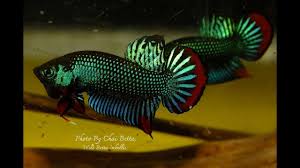 Dscf4285 For Sale If You Interested Please Pm Original Wild Betta Imbellis Youtube