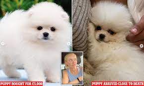 Influencer Shares Her Distress As Puppy Farm Breeder Delivers A Pomeranian Starving To Death Daily Mail Online
