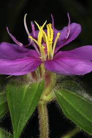 Image result for Melastomastrum