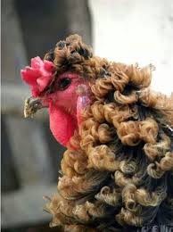 Chinese Chickenchinese Chicken Hinterhofhuhner Huhner Und Hahne Huhnerrassen
