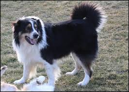 They have been vaccinated, dewormed. English Shepherd Info Stony Creek English Shepherds