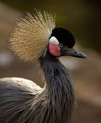 Brown Bird With Red Mohawk On The 1st Day Of Xmas My True Love Sent To Me Fancy Bird Hairstyles Colorful Birds Most Beautiful Birds Beautiful Birds