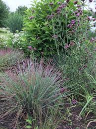 Image result for Stolzia compacta