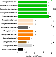Image result for Gossypioides kirkii