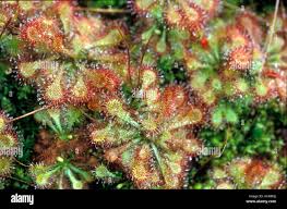 Image result for Drosera natalensis