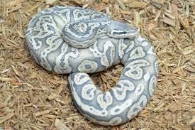 Pix For Gt Black Pewter Ghost Ball Python Ball Python Ball Python