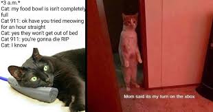 If you own any of these clips/music in this video and want credit/removal dm me on instagram: Memebase Cat Memes All Your Memes In Our Base Funny Memes Cheezburger