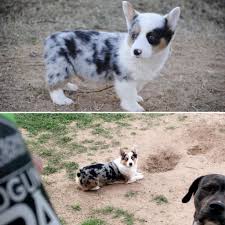 They start with their ears as they flopped over but their ears are fully erect at 11 or 12 weeks. From Baby To Big Boi Still My Baby Though Corgi