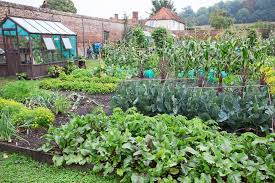 Some vegetables have chances to survive winter when planted in the fall, such as spinach and garlic, make sure that you do some research and select varieties that are frost tolerant. How To Make A Vegetable Patch Bbc Gardeners World Magazine