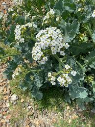 Image result for Crambe hispanica