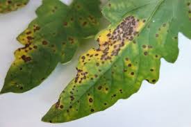 Image result for Septoria leaf spot of tomato