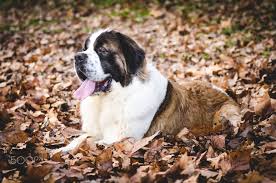 Surrounded By Leaves