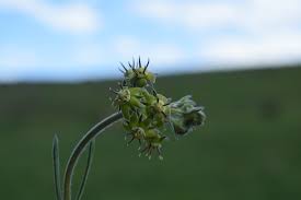 Image result for Cliffortia nitidula