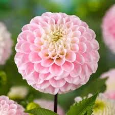 Image result for Dahlia x pinnata `Pompon Lilliput`