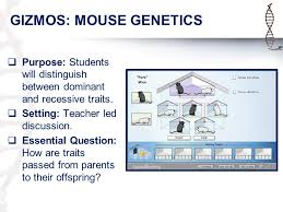 This can be relevant to student exploration chicken genetics answer key. Day 1 Of 4 Topic 22 Heredity Ppt Download