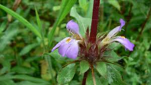 Image result for Hygrophila schulli