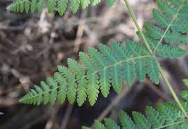 Image result for Hypolepis