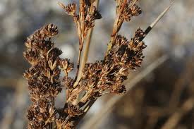 Image result for Juncus kraussii