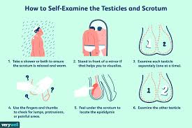 Learn about testicular self examination with free interactive flashcards. One Testicle Bigger Than The Other Is It Normal Or Problematic