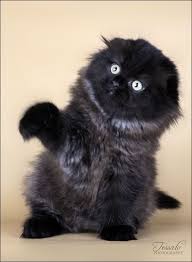 Those Who Would Play With Cats Must Expect To Be Scratched Miguel De Cervantes Cats Beautiful Cats Crazy Cats