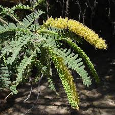 Image result for Eschenbachia stricta