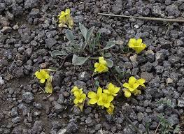 Image result for Scleria porphyrocarpa