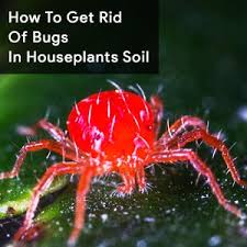 The picture above shows the leaf damage very clearly, it is almost always restricted to the top surface of the leaf. How To Get Rid Of Bugs In Houseplants Soil