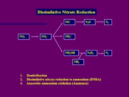 We did not find results for: Skema Ringkas Siklus Nitrogen Secara Biologis Ichthyophile