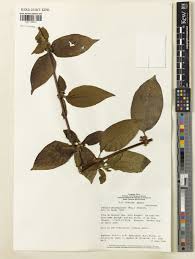 Image result for Sabicea