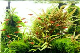 Image result for Hygrophila cataractae