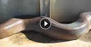 You need to check for the signs of snake presence in your yard to keep your. Huge Dead Snake Found In The Backyard Prank Scary Snakes Anaconda Snake World Biggest Snake