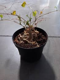 Image result for Kedrostis africana