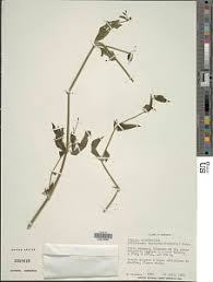 Image result for Dicliptera paniculata