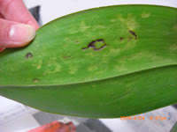 胡蝶蘭の育て方q A 胡蝶蘭の愛華園芸