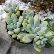 Learn more about this interesting looking hybrid succulent in this article. Xsedeveria Blue Giant Sedeveria Blue Giant In Gardentags Plant Encyclopedia