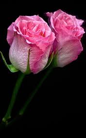 26 Wallpaper Hd Pink Rose Choice Image Rose Flower Wallpaper Pink Flowers Background Pink Flowers Wallpaper