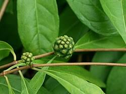 Image result for Morinda asteroscepa