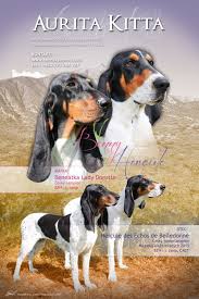 Image result for bernský honič