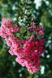 Find the perfect crepe myrtle flower bloom stock photo. Crepe Myrtle Flowers Photograph By Irene Windridge Science Photo Library