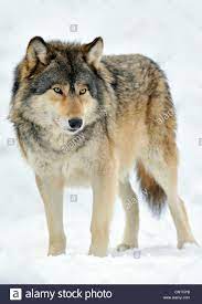 Mi Quediro Lobo Timber Wolf Canis Canis Lupus