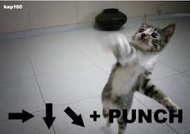 Image result for lolcats