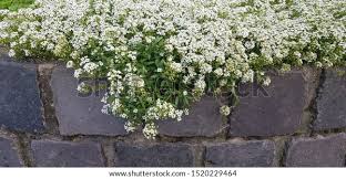 Sweet Alyssum Lobularia Maritima Syn White Stock Photo Edit Now 1520229464