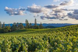 On the street of friesen drive and street number is 1150. O Shaughnessy Estate Winery Acquire Wines