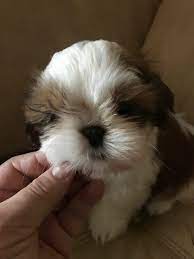Shitzu puppies teacup puppies cute puppies happy animals cute baby animals animals and pets cute dog photos cute animal pictures cute puppy videos. Case Study Shih Tzus Muenster Milling Company