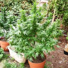 Patricia hewitson entdeckte hanf in ihrem garten. Cannabis Outdoor Grow Im Topf Oder Im Boden Anleitung Sensi Seeds