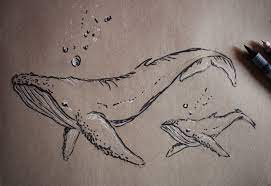 Pin By Elin Frejd On Rysunki Whale Sketch Whale Drawing Whale Art