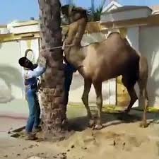 Anari qasai dangerous camel qurbani cow. Camel Qurbani Video Dailymotion