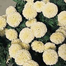 We did not find results for: Jual 10 Biji Bunga Marigold Vanilla Improved 22 Di Lapak Top Seeds Bukalapak