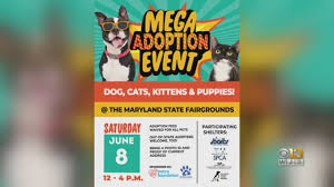 The maryland spca is kicking off the new year with adoption jamboree! Fourth Annual Mega Pet Adoption Event Happening Saturday At Md State Fairgrounds Cbs Baltimore