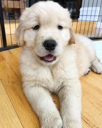 Cute Golden Retriever Puppies For Sale In Michigan Craigslist L2sanpiero